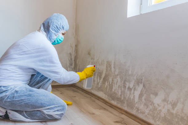 Black mold inspection in Hyde Park